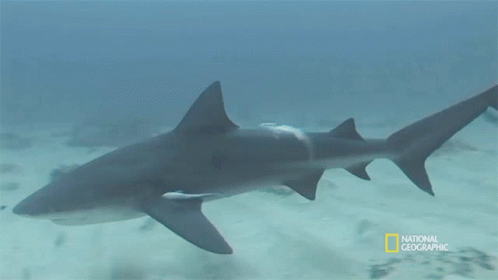 shark-swimming-seagrass-and-the-ecosystem