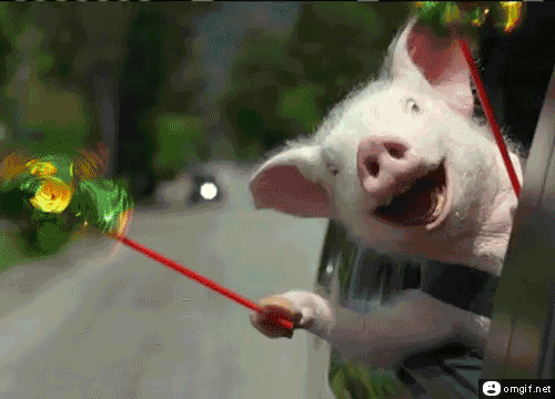 piggy