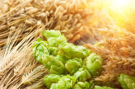 68998901-green-hops-malt-ears-of-barley-and-wheat-ingredients-to-make-beer-and-bread-agricultural-background