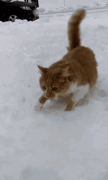 cat gif