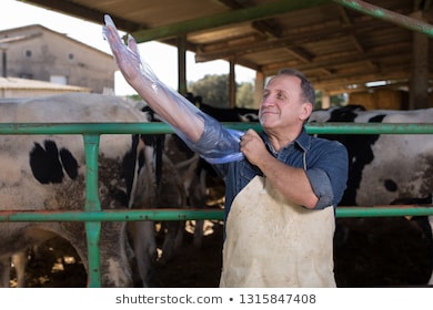 professional-veterinarian-wears-long-glove-260nw-1315847408