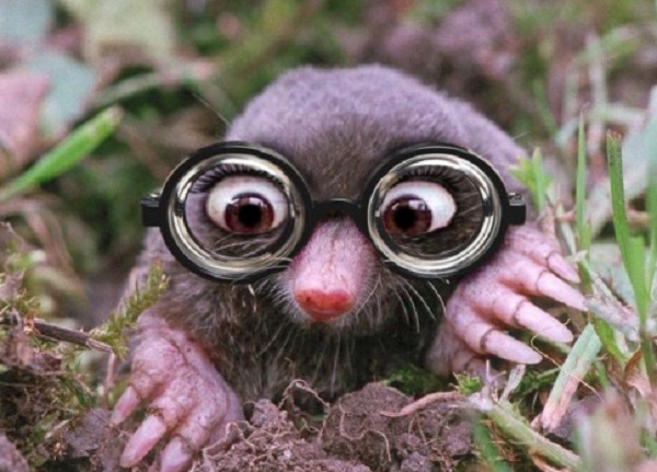 Ten-of-the-Worlds-Rarest-Species-of-Moles-Voles-and-Shrews