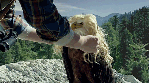 gif-of-a-bald-eagle-that-is-wearing-some-kind-of-funny-wig