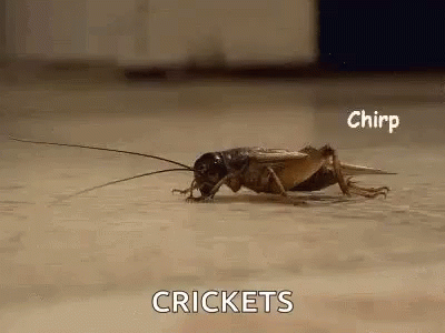 crickets-crickets-chirping