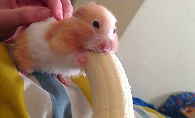 can-hamsters-eat-bananas
