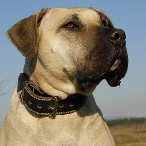 Presa_Canario1