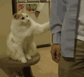 giphy