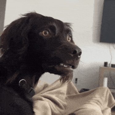 bobawooyo-dog-confused