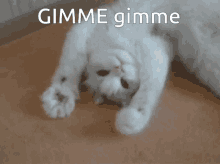 cat-cute