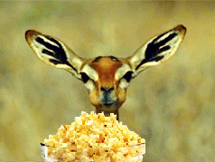 animaatjes-nootjes-en-popcorn-8911375