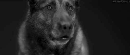 wolf-gifs-D4i9Sy