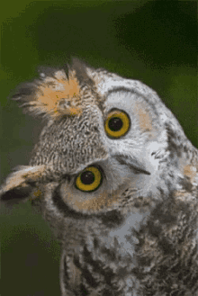 owl-blink