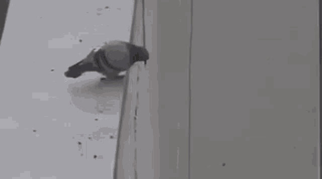 pigeon-suicide